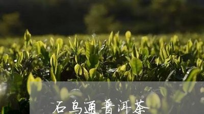 石鸟通普洱茶/2023042526059