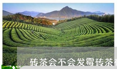 砖茶会不会发霉砖茶有效期多久/2023060143715