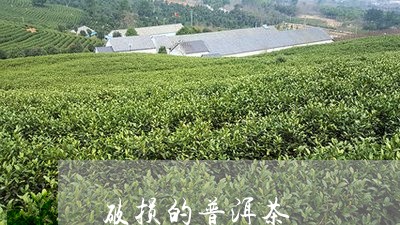 破损的普洱茶/2023042703775