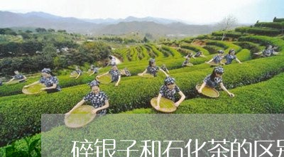 碎银子和石化茶的区别/2023060886068