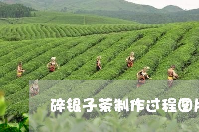 碎银子茶制作过程图片/2023060822728