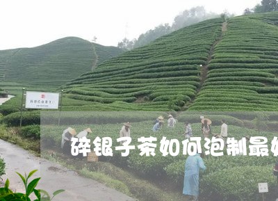 碎银子茶如何泡制最好/2023060803058