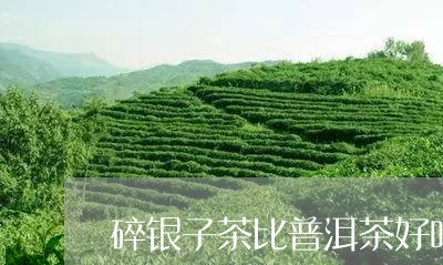 碎银子茶比普洱茶好吗/2023100793137