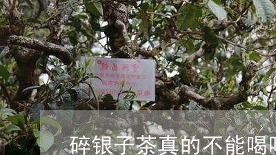 碎银子茶真的不能喝吗/2023092060594