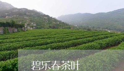 碧乐春茶叶/2023041791005