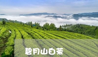 碧月山白茶/2023051080815