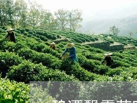 碧潭飘雪茶叶价格铁盒/2023092205059