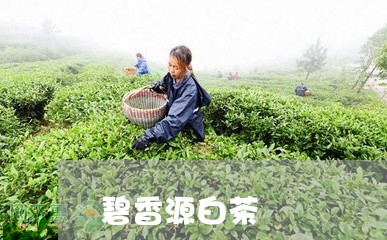 碧香源白茶/2023051070581