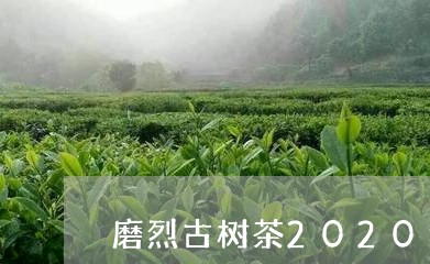 磨烈古树茶2020年价格/2023051261525