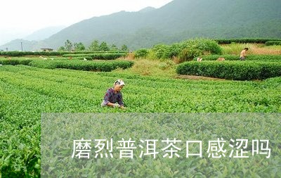 磨烈普洱茶口感涩吗/2023082606258