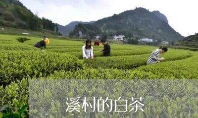 磻溪村的白茶/2023052039582