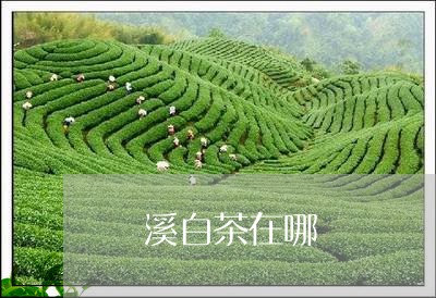 磻溪白茶在哪/2023052005048