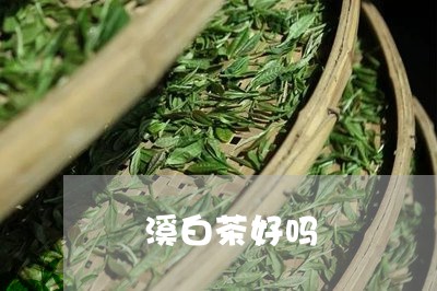 磻溪白茶好吗/2023052011692