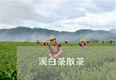 磻溪白茶散茶/2023052055947