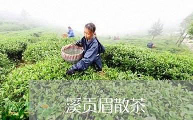 磻溪贡眉散茶/2023052059492