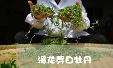 磻溪龙芽白牡丹/2023112312926