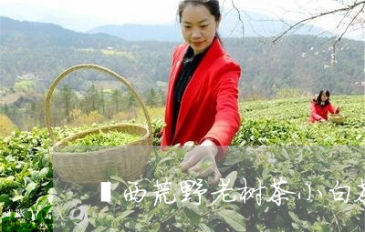 磻西荒野老树茶小白茶/2023100747160