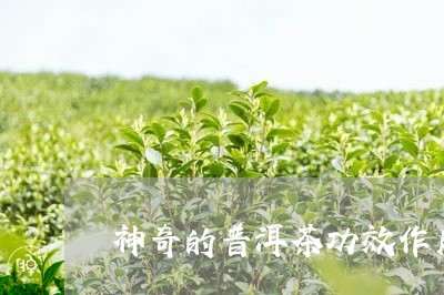 神奇的普洱茶功效作用与主治/2023052938281