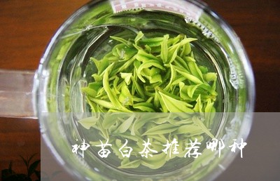 神苗白茶图片