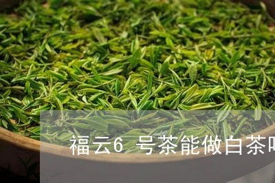 福云6号茶能做白茶吗/2023092739483