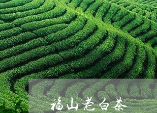 福山老白茶/2023051008472