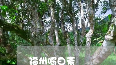 福州喝白茶/2023051070403