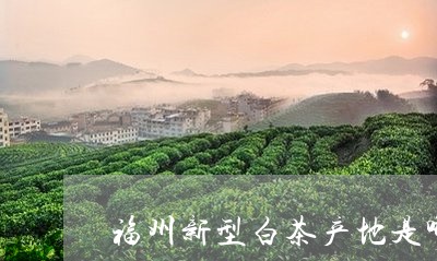 福州新型白茶产地是哪里/2023110261502