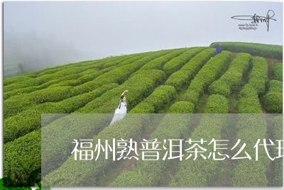 福州熟普洱茶怎么代理的/2023121867250