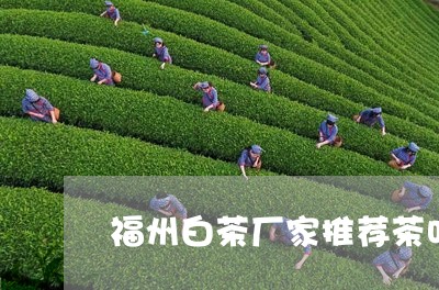 福州白茶厂家推荐茶叶产地/2023042698593