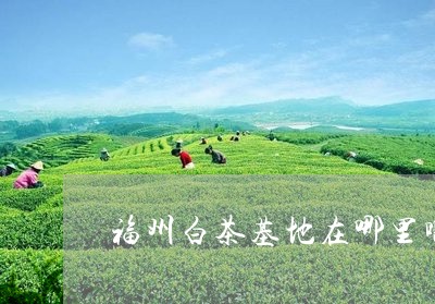 福州白茶基地在哪里啊最近/2023110921612