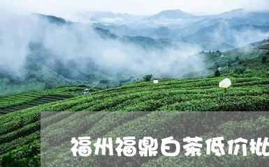 福州福鼎白茶低价批发市场在哪/2023111420603