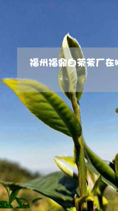 福州福鼎白茶茶厂在哪里/2023092293617