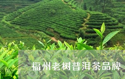 福州老树普洱茶品牌/2023121878270