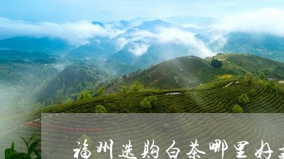 福州选购白茶哪里好卖点/2023110228261