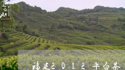 福建2012年白茶/2023120580694