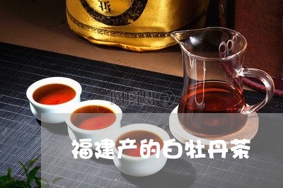 福建产的白牡丹茶/2023090652715