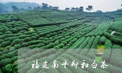 福建南平郑和白茶/2023090506056