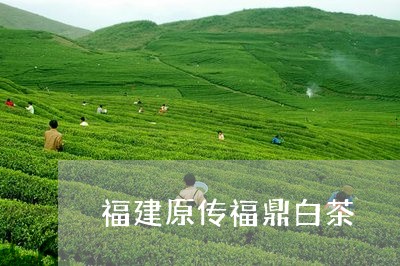 福建原传福鼎白茶/2023062883716