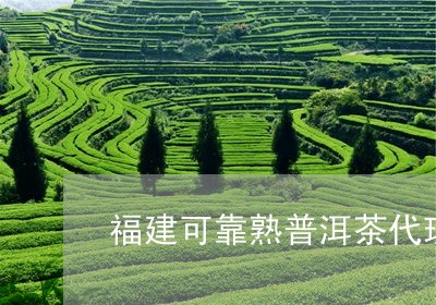 福建可靠熟普洱茶代理/2023092582604