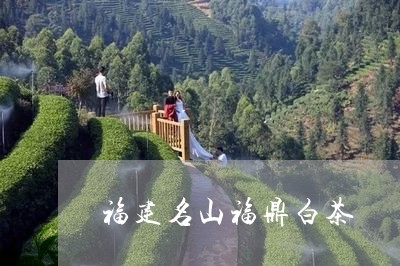 福建名山福鼎白茶/2023082690937