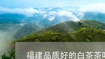 福建品质好的白茶茶叶茶馆/2023042693029