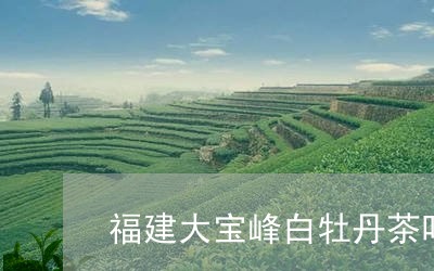 福建大宝峰白牡丹茶叶多少钱一斤/2023062887259