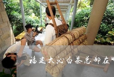 福建大沁白茶总部在哪里/2023110252705