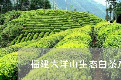 福建大洋山生态白茶图片