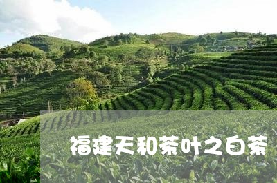 福建天和茶叶之白茶/2023120511503