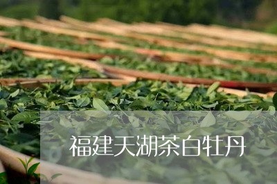 福建天湖茶白牡丹/2023090643836