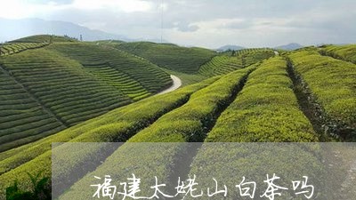 福建太姥山白茶吗/2023090528384