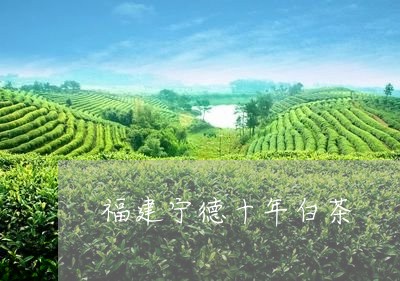 福建宁德十年白茶/2023090535516