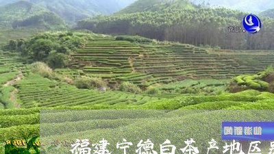 福建宁德白茶产地区别图/2023110247081