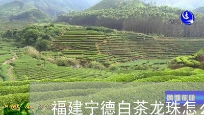 福建宁德白茶龙珠怎么样/2023092241603